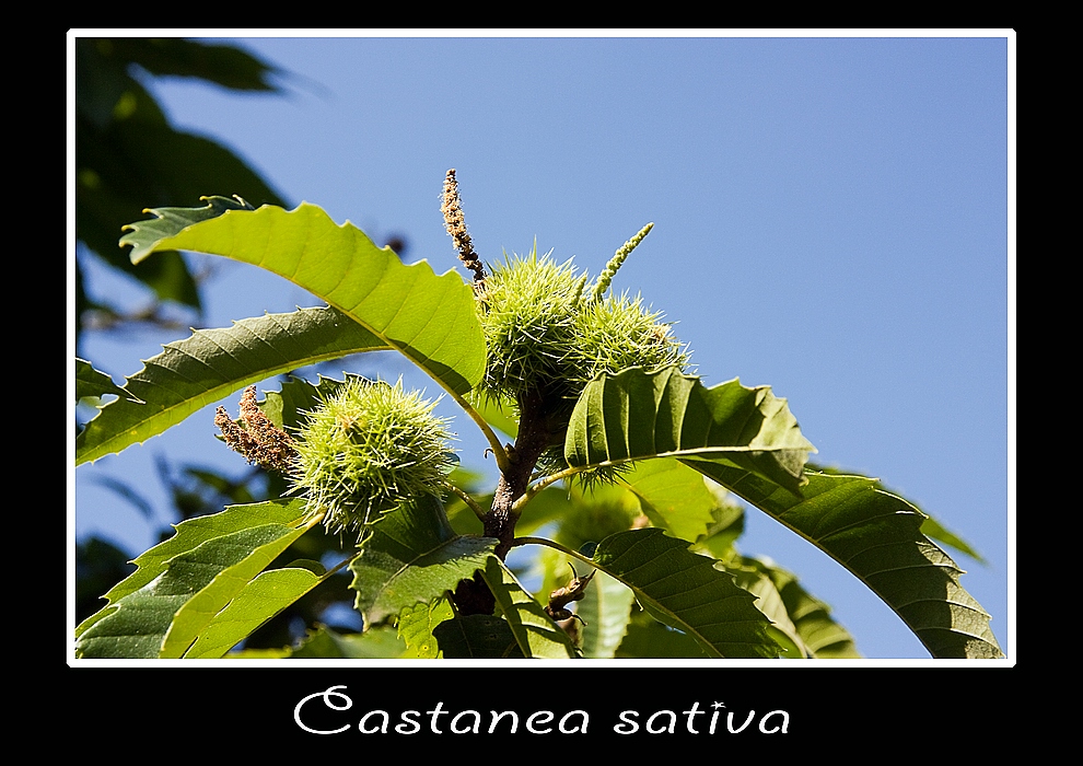 Castanea sativa