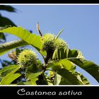 Castanea sativa