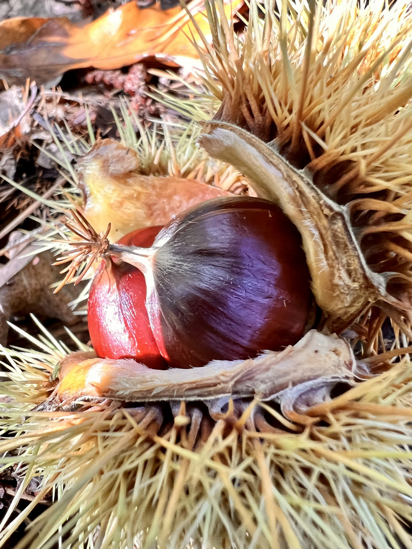 Castanea sativa 