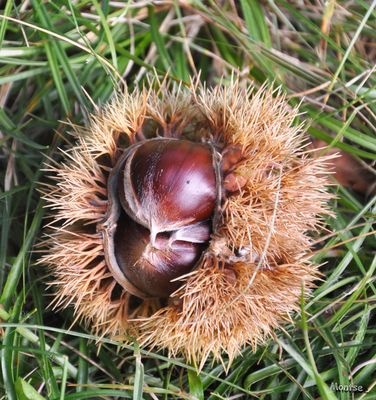 Castanyes. Castañas de la Garrotxa (Girona)