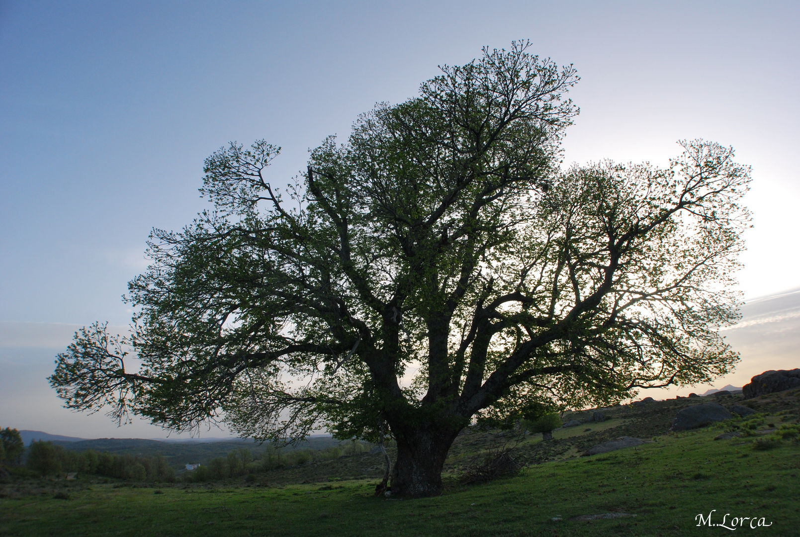 castaño al amanecer