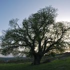 castaño al amanecer