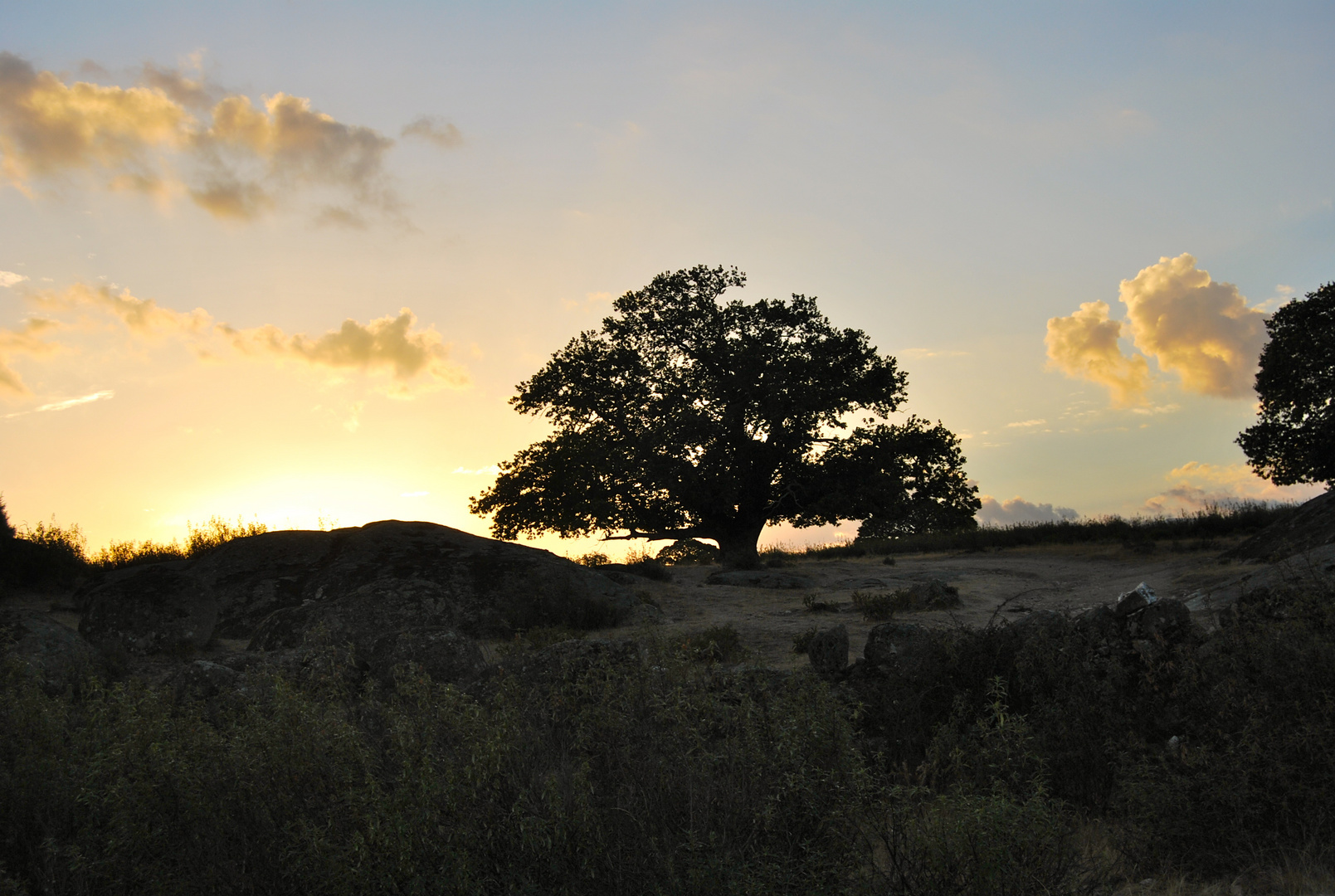 castaño al amanecer