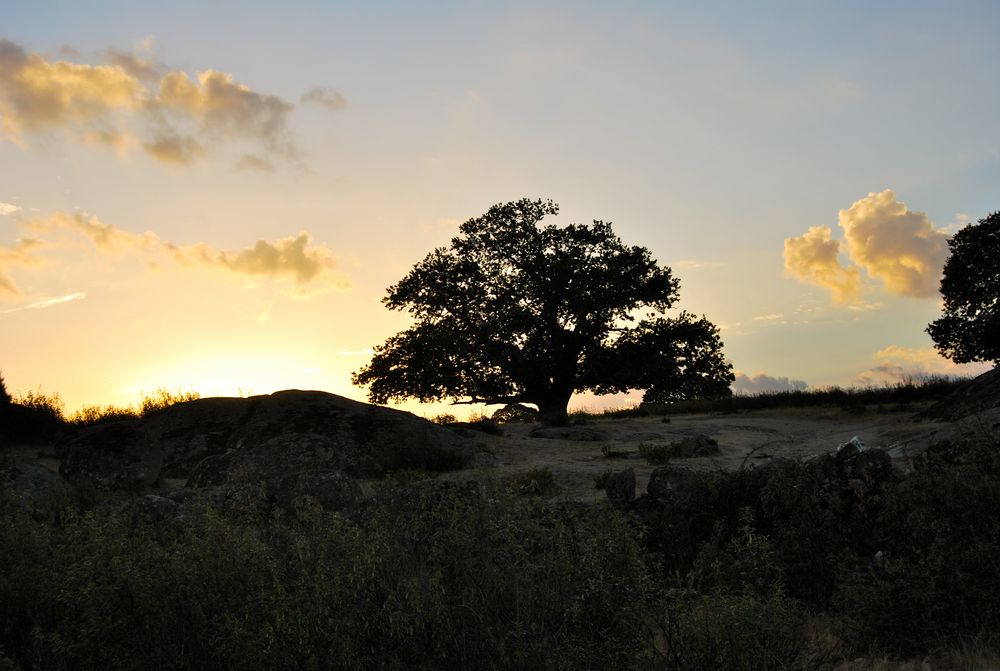 castaño al amanecer de M..lorca 