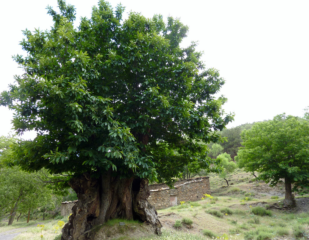 Castaño en Aldeire