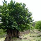 Castaño en Aldeire