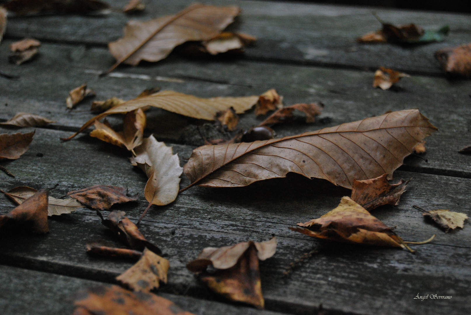 Castaño en otoño