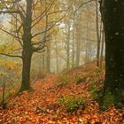 Castaños en la Niebla