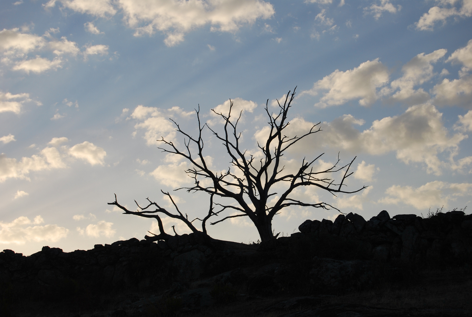 castaños silenciosos al amanecer