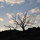 castaños silenciosos al amanecer