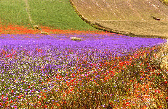 castelluccio 11