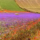 castelluccio 11