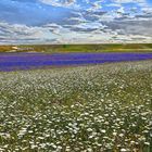 Castelluccio