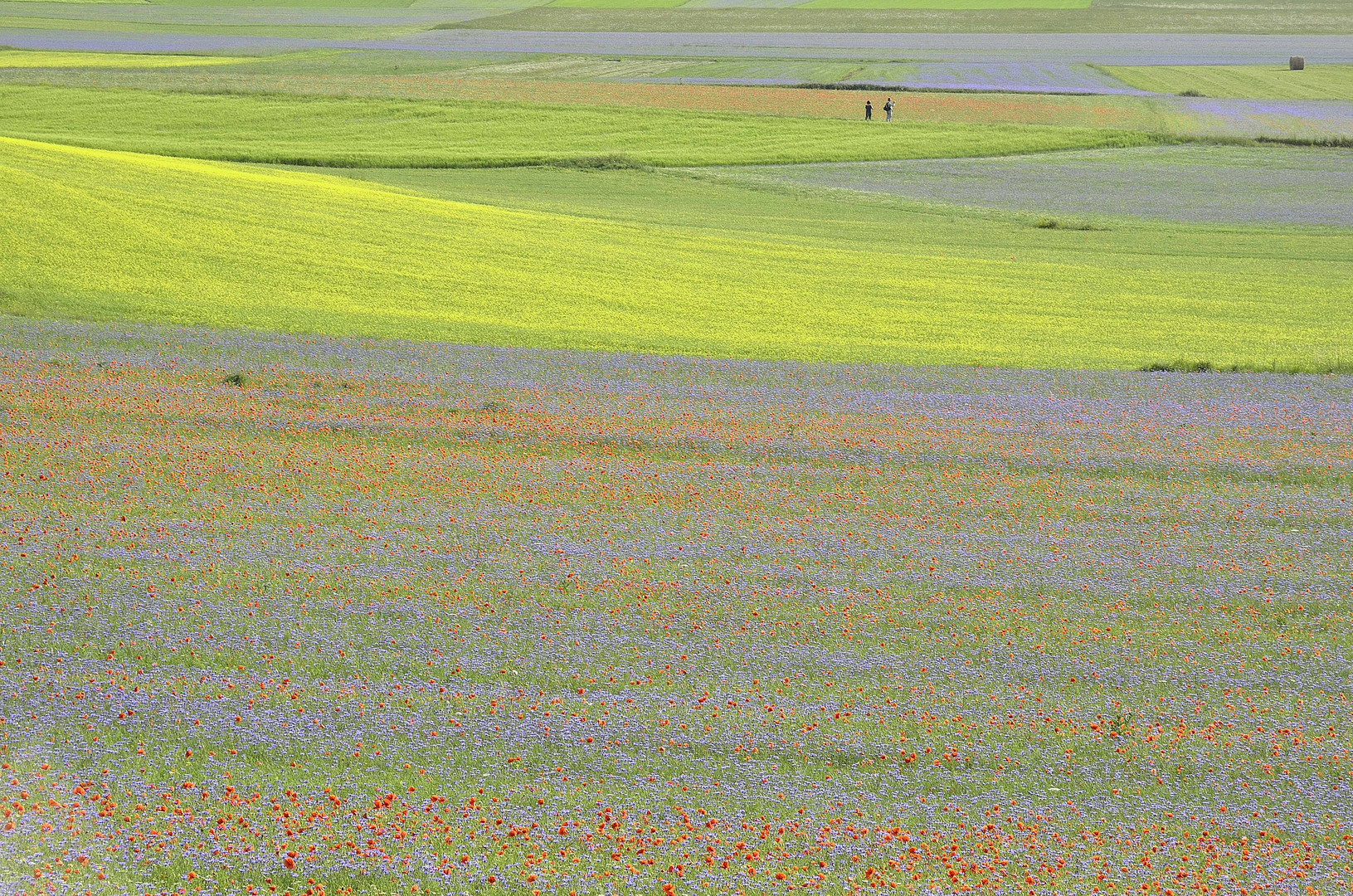 CASTELLUCCIO 2