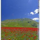 Castelluccio 2011 - www.camosciosibillini.it