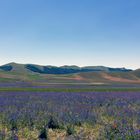 Castelluccio 2016