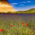 Castelluccio 2022