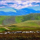 Castelluccio