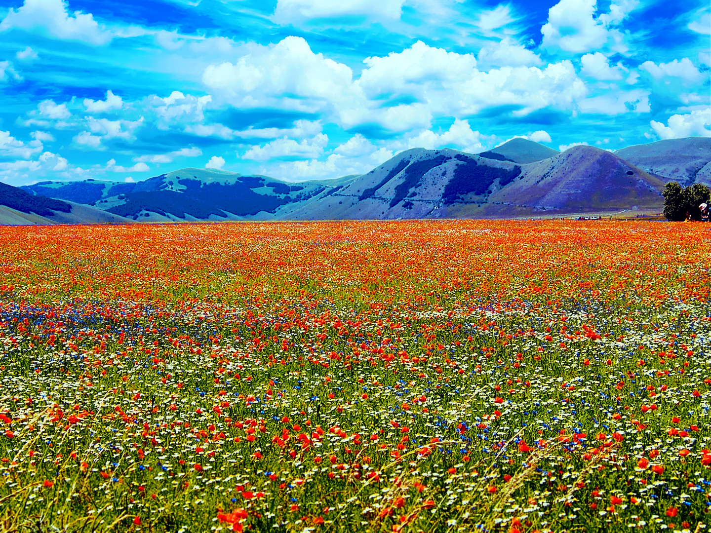 Castelluccio