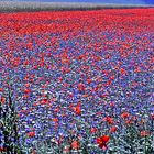 castelluccio 9