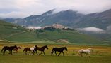 "Castelluccio..... Cavalli allo stato brado" von Moreno..Brandi 