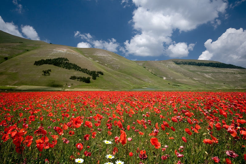 Castelluccio da Norcia