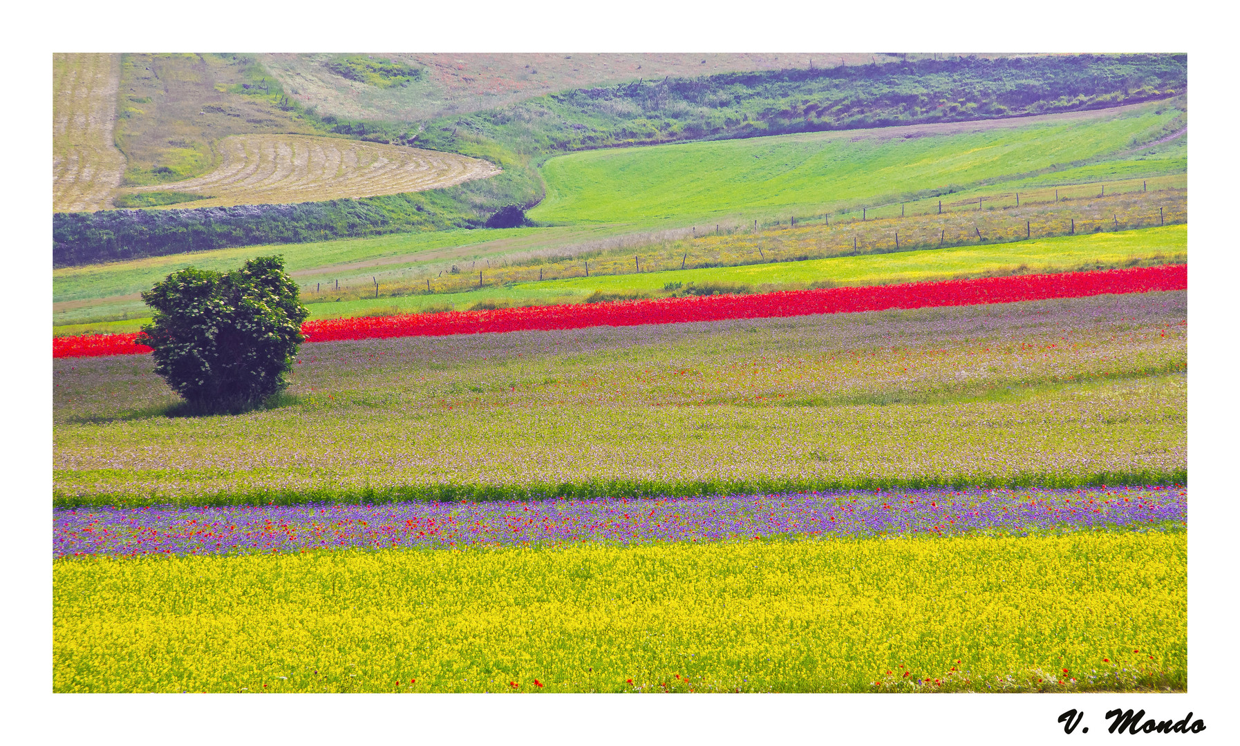 castelluccio di Norcia 1