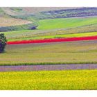 castelluccio di Norcia 1