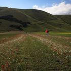 castelluccio di norcia 20 giugno 2009