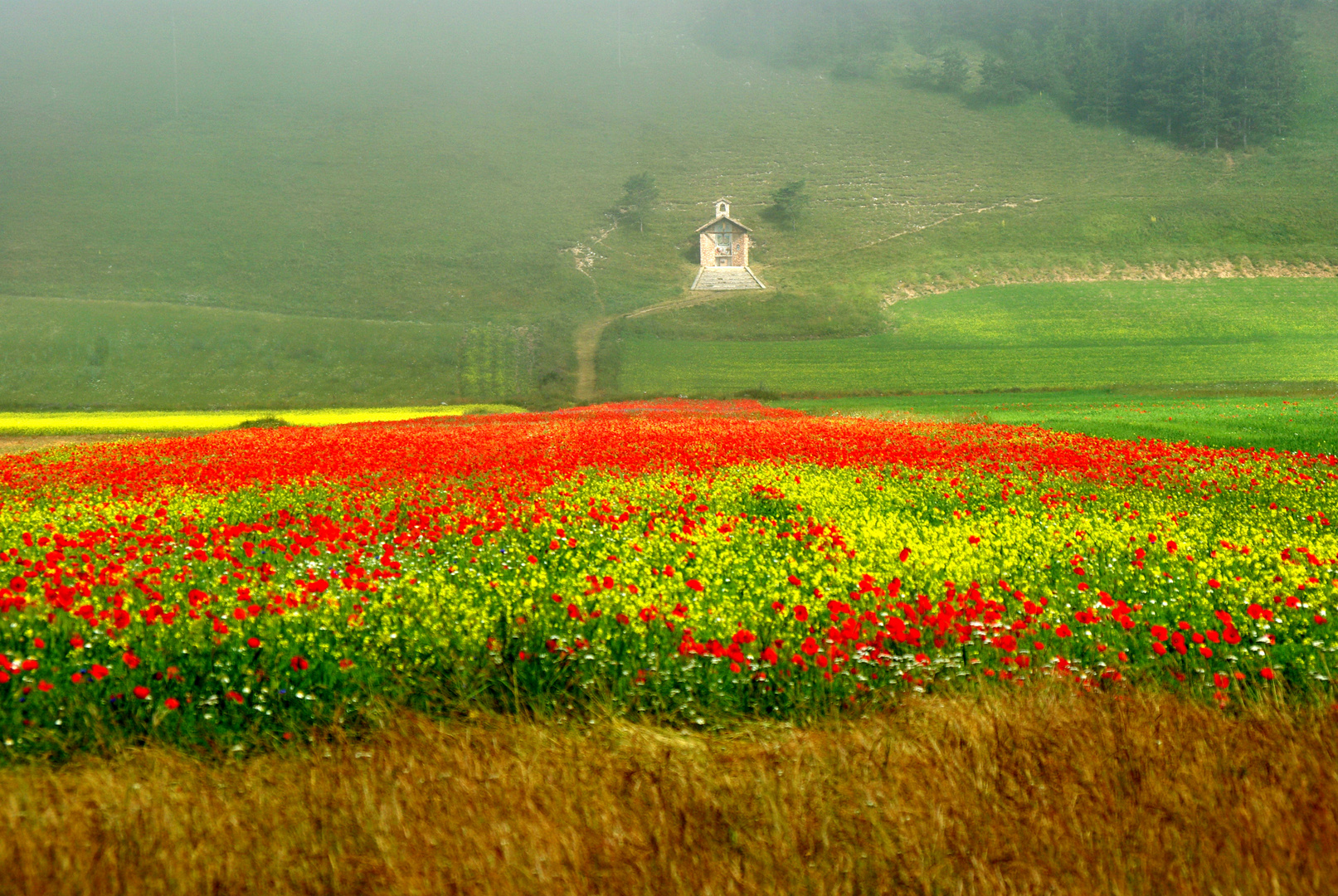 castelluccio di norcia 2013