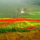 castelluccio di norcia 2013