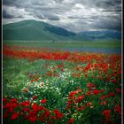 Castelluccio di Norcia #3