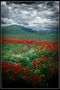 Castelluccio di Norcia #3 di Domenico Riga