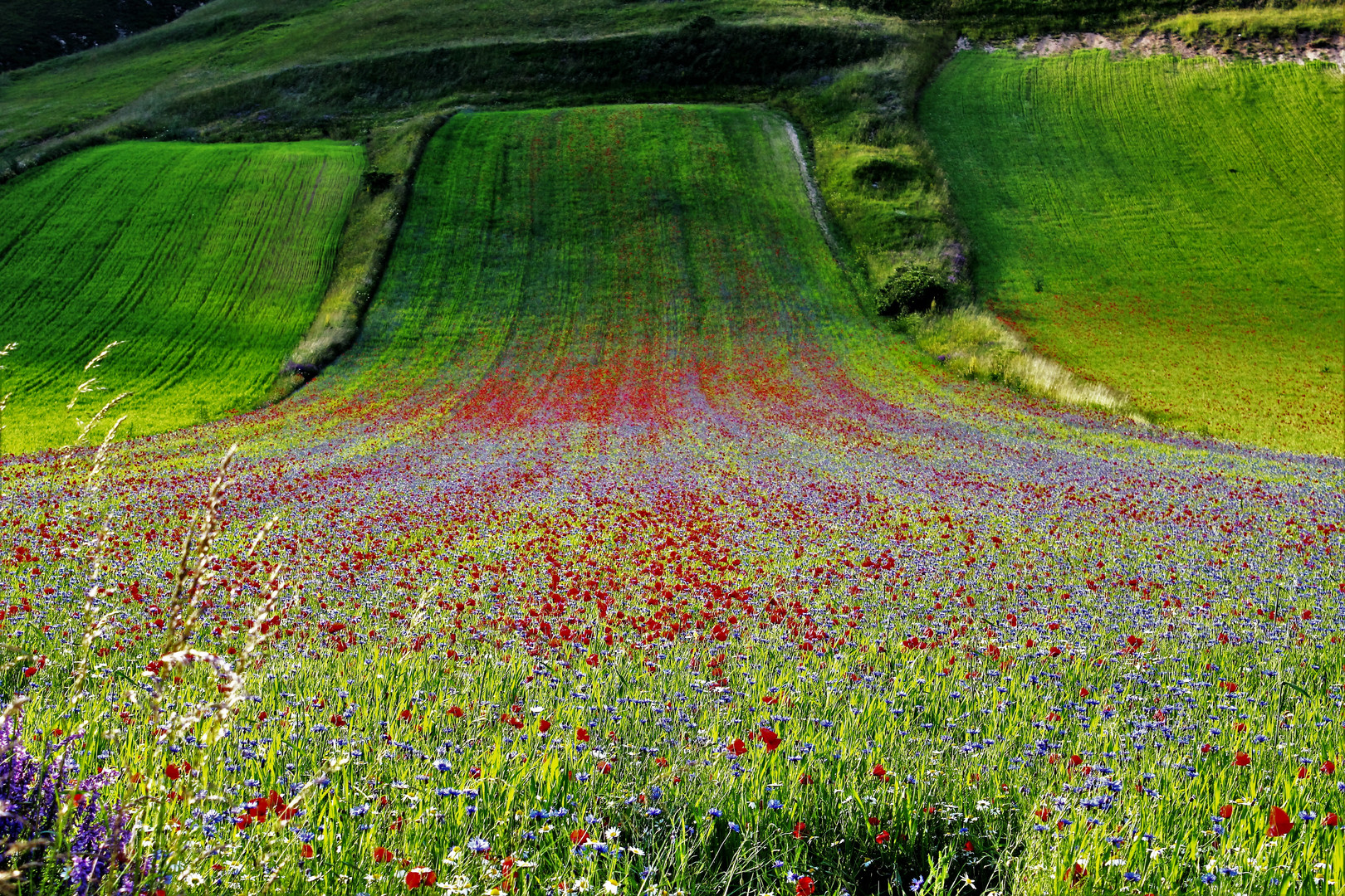 Castelluccio di Norcia 