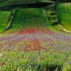 Castelluccio di Norcia 