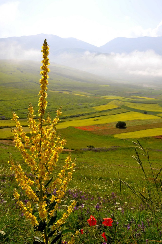 Castelluccio di Norcia