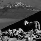 Castelluccio di Norcia