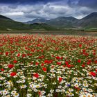 Castelluccio di Norcia estate