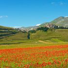 Castelluccio di Norcia - Infiorita