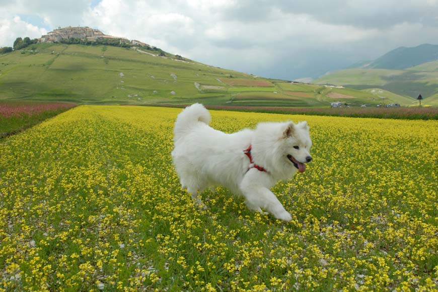 Castelluccio e i suoi ospiti...