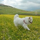 Castelluccio e i suoi ospiti...