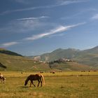 Castelluccio