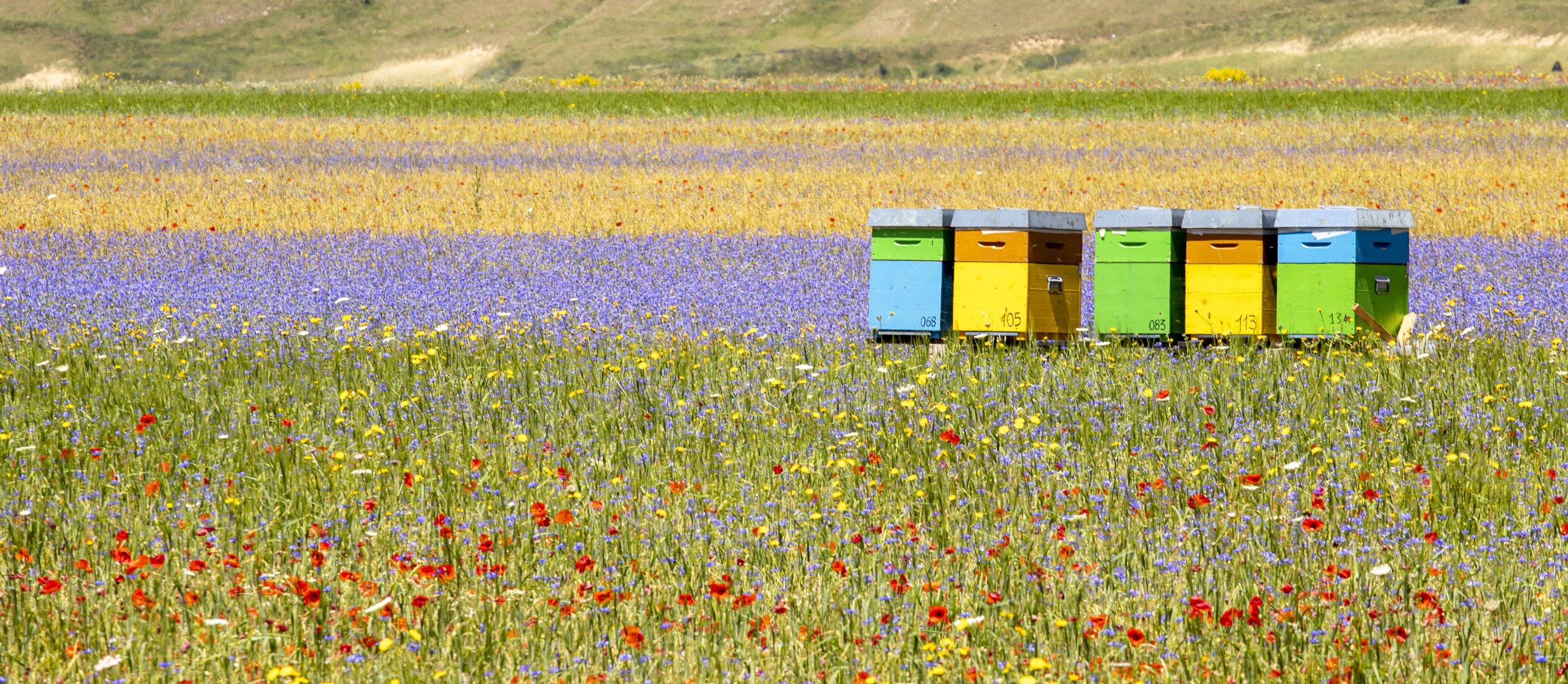 Castelluccio: fiori e... api