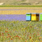 Castelluccio: fiori e... api