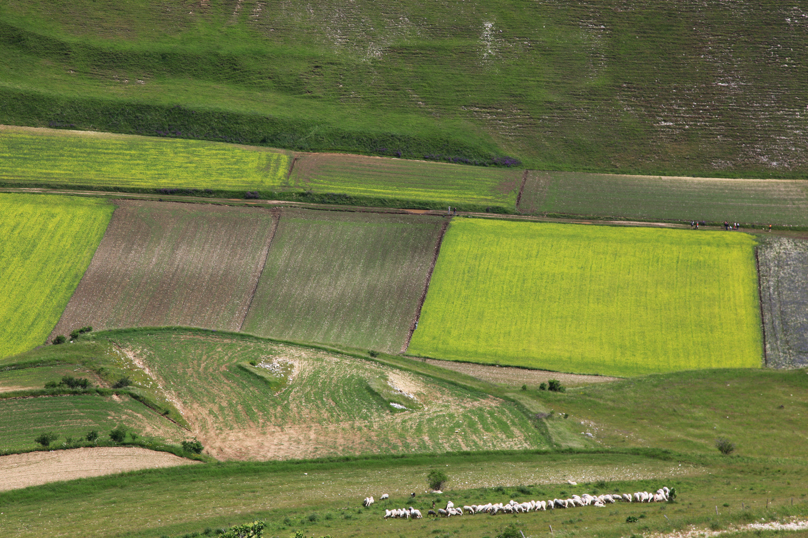 castelluccio fioritura 2010