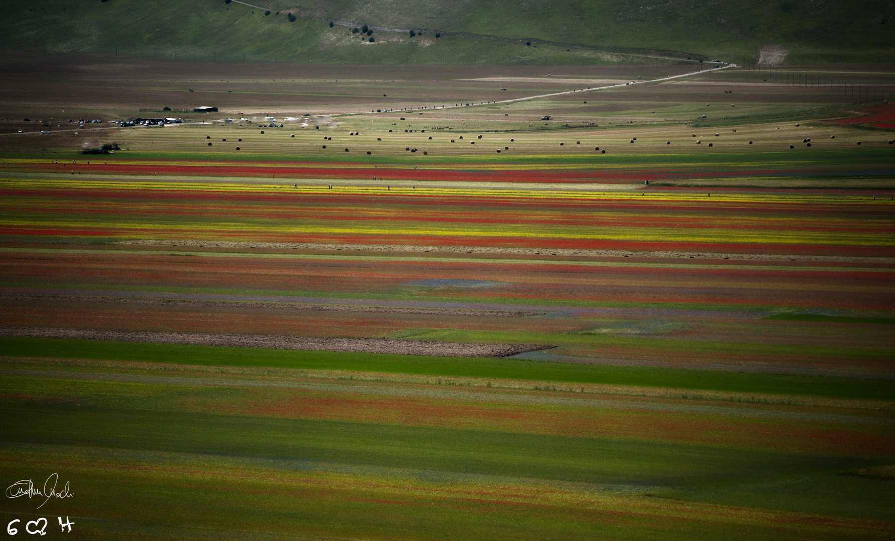 Castelluccio Fioritura