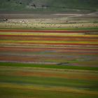 Castelluccio Fioritura