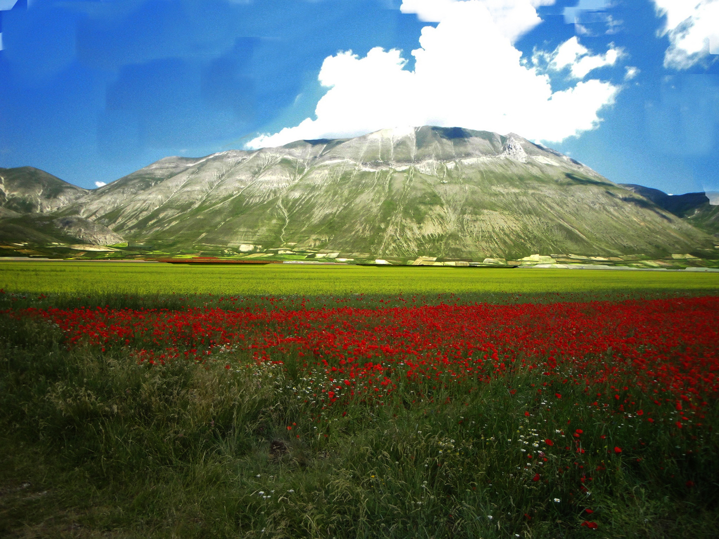 castelluccio in fiore