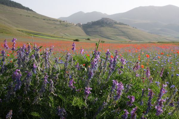 Castelluccio: la fioritura