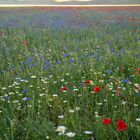 Castelluccio: la fioritura